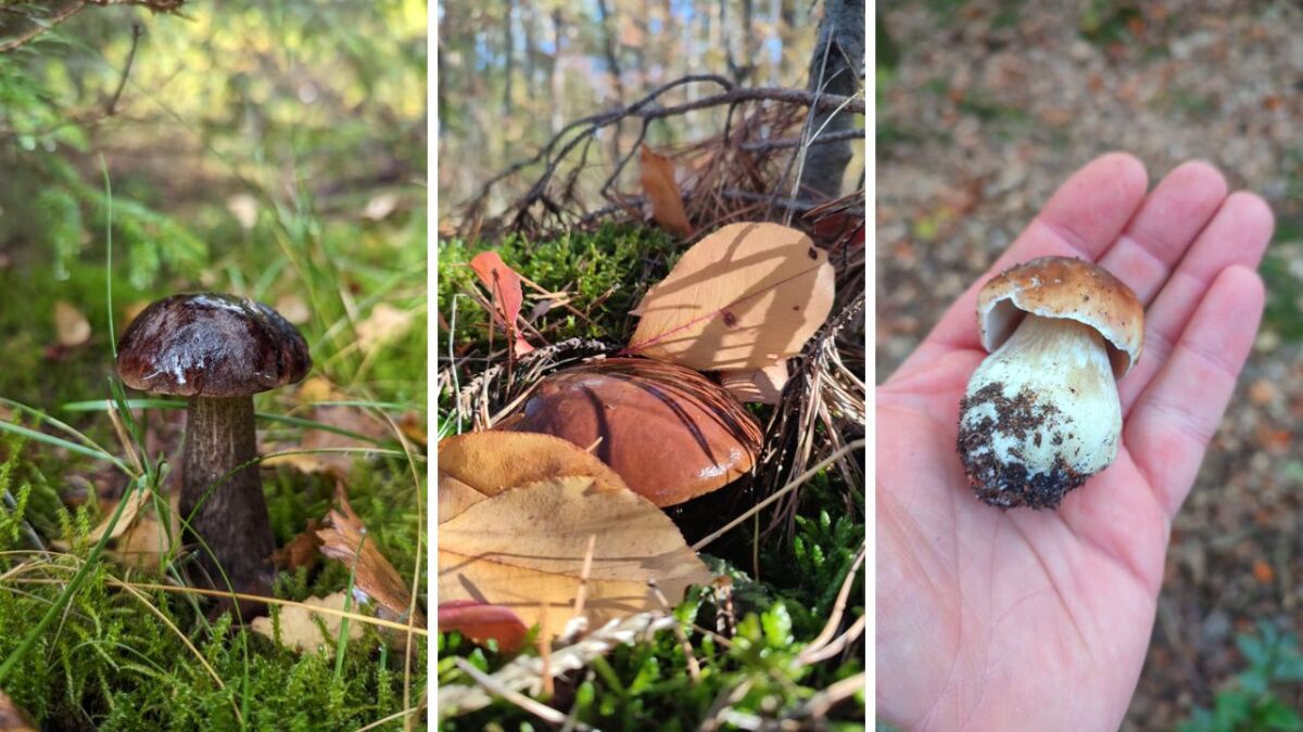 Pilze sammeln ist erlaubt, solange du keine 10 Körbe aus dem Wald schleppst