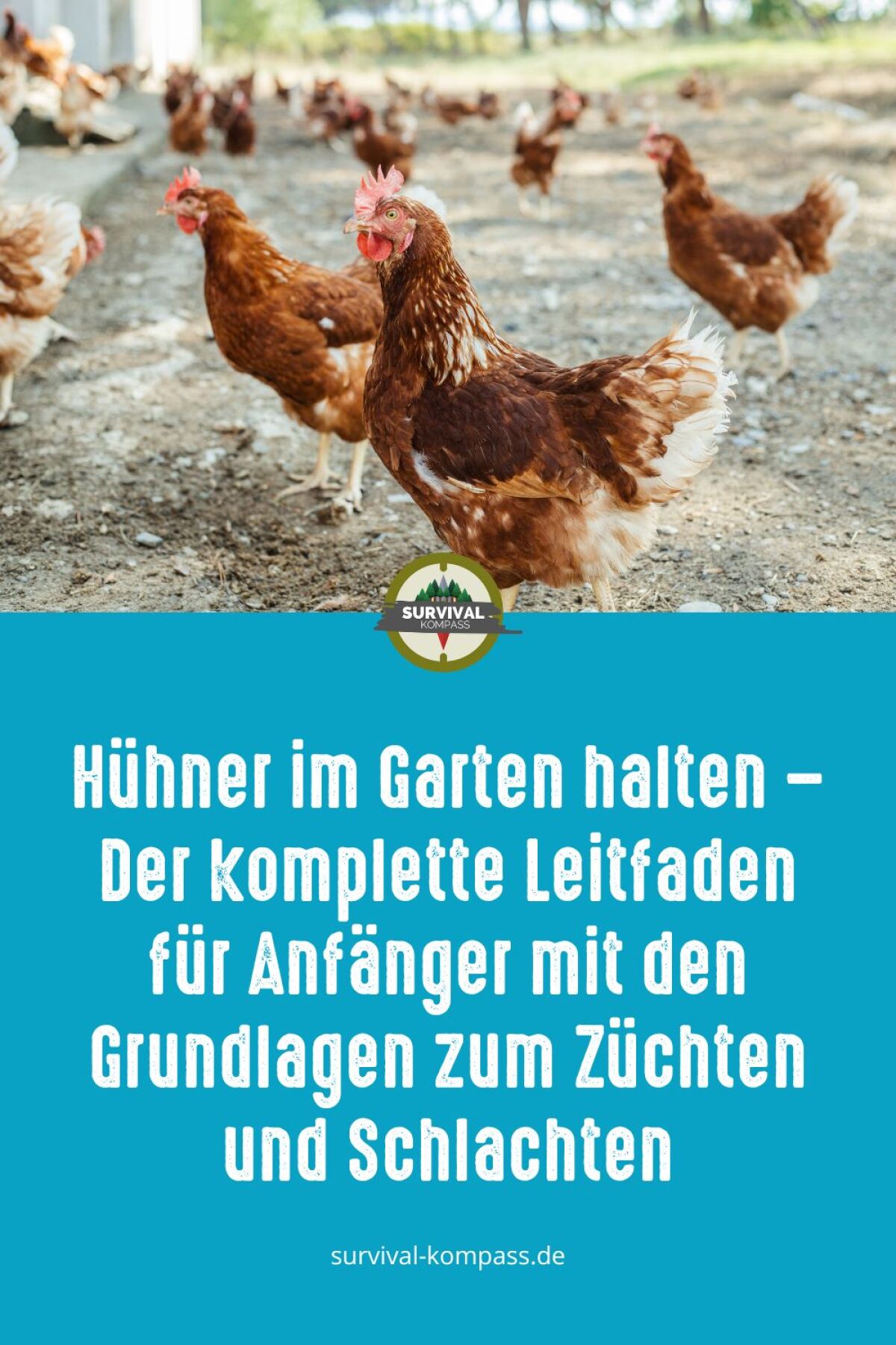 Hühnerhaltung im eigenen Garten Leitfaden für Anfänger