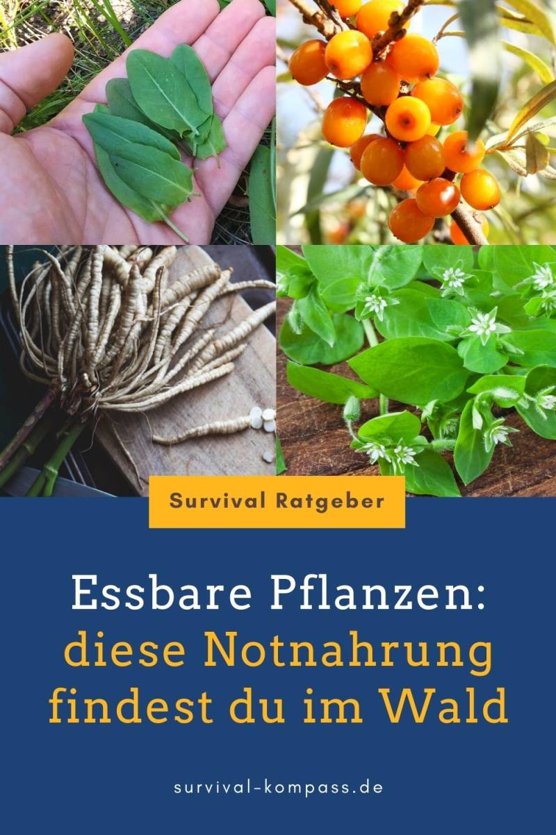 Essbare Pflanzen diese Notnahrung findest du im Wald