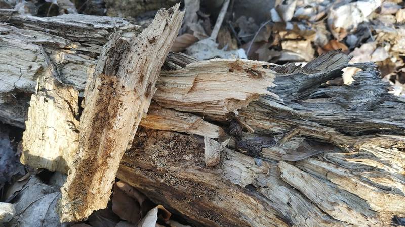 Kannst du das Holz leicht heraus brechen und ist es weich, so hast du Punk Wood gefunden