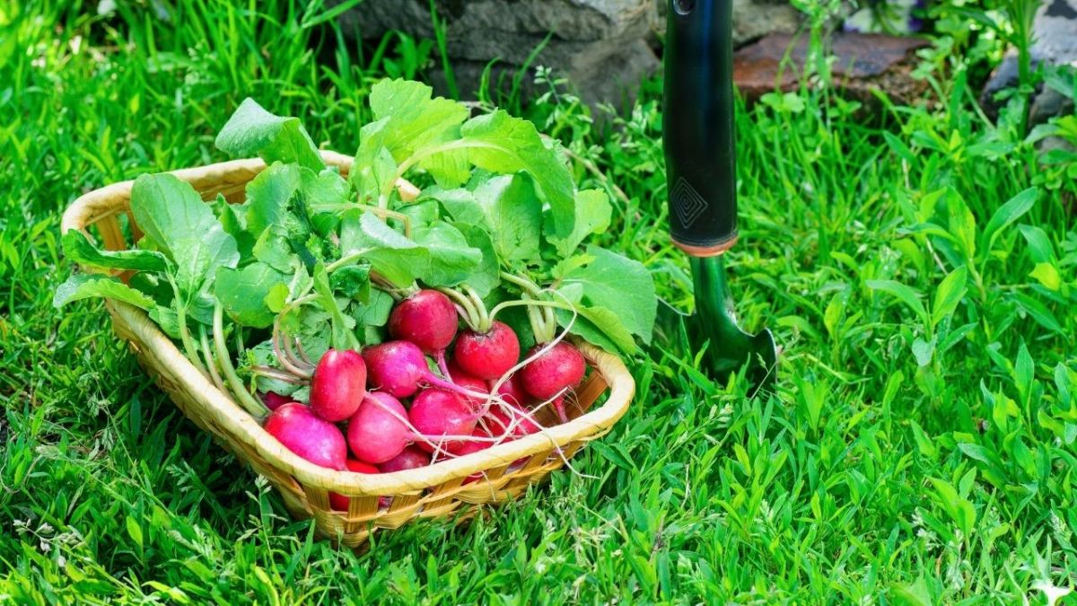 Radieschen sind eine großartige Möglichkeit, schnell an frisches Gemüse zu kommen und Kinder an die Gartenarbeit heranzuführen, da sie schnell wachsen. Du kannst die Blätter der Rettichpflanze sogar auch roh essen.