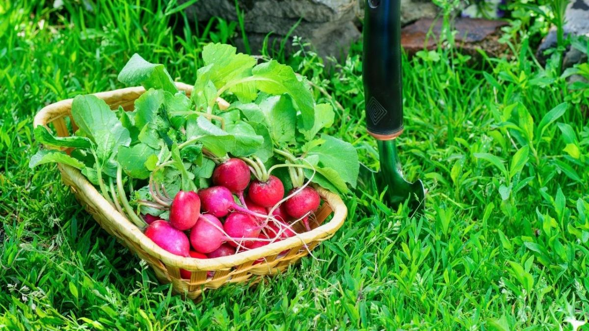 Radishes are a great way to quickly get fresh vegetables and introduce children to gardening as they grow quickly. You can even eat the leaves of the radish plant raw.