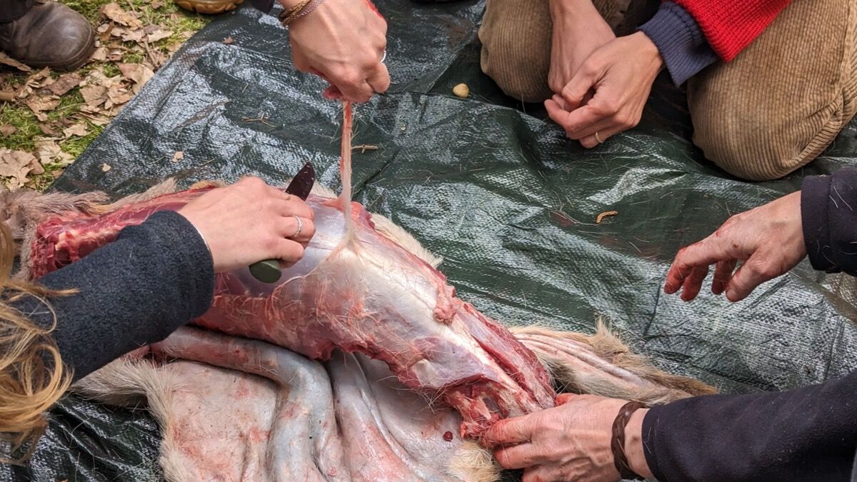 Wildverwertung: Was du aus einem Reh alles machst Freilegen der Rücksehne beim Rehwild
