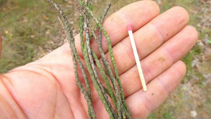 Collect thin branches the size of matchsticks as kindling for your fire