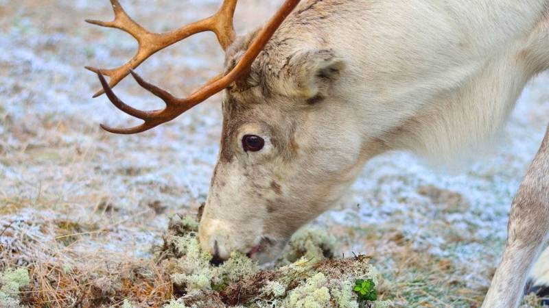 Reindeer feed on lichen a lot during harsh winters