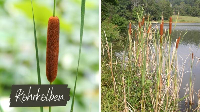 The roots of the bulrush are very nutritious