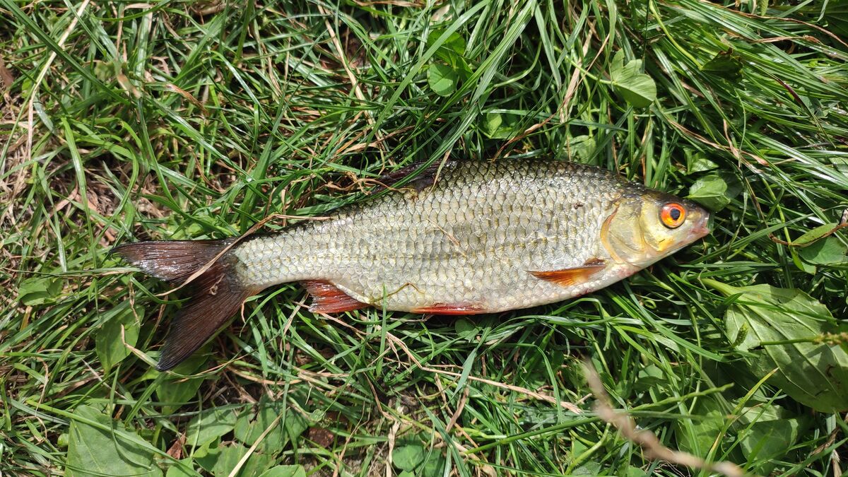 Ein tolles Rotauge, welches ich in der Spree in Berlin geangelt habe