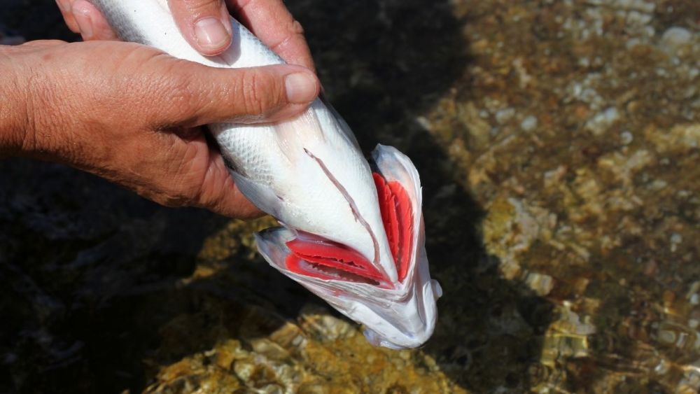 Rote Kiemen sind ein gutes Zeichen für einen gesunden und frischen Fisch