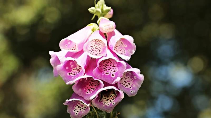 The red foxglove is highly poisonous