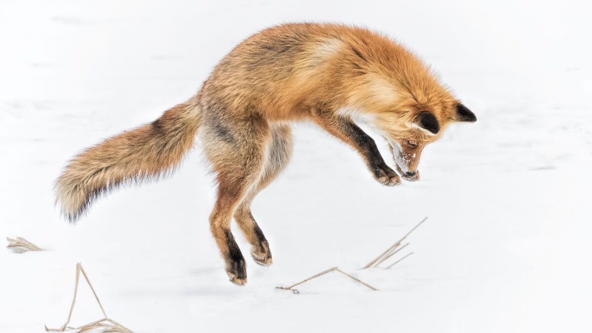 roter fuchs schneesprung