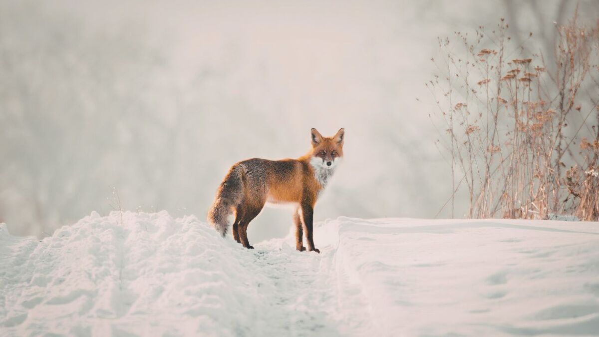rotfuchs winter schneelandschaft