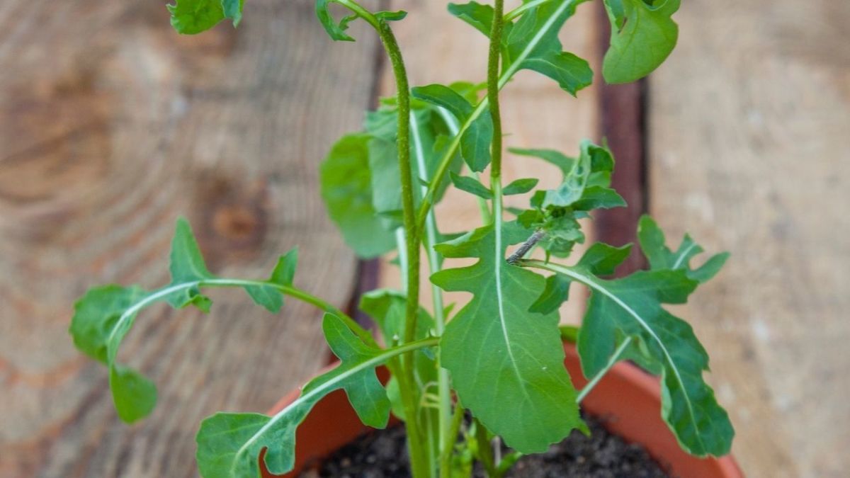 rucola rauke im topf