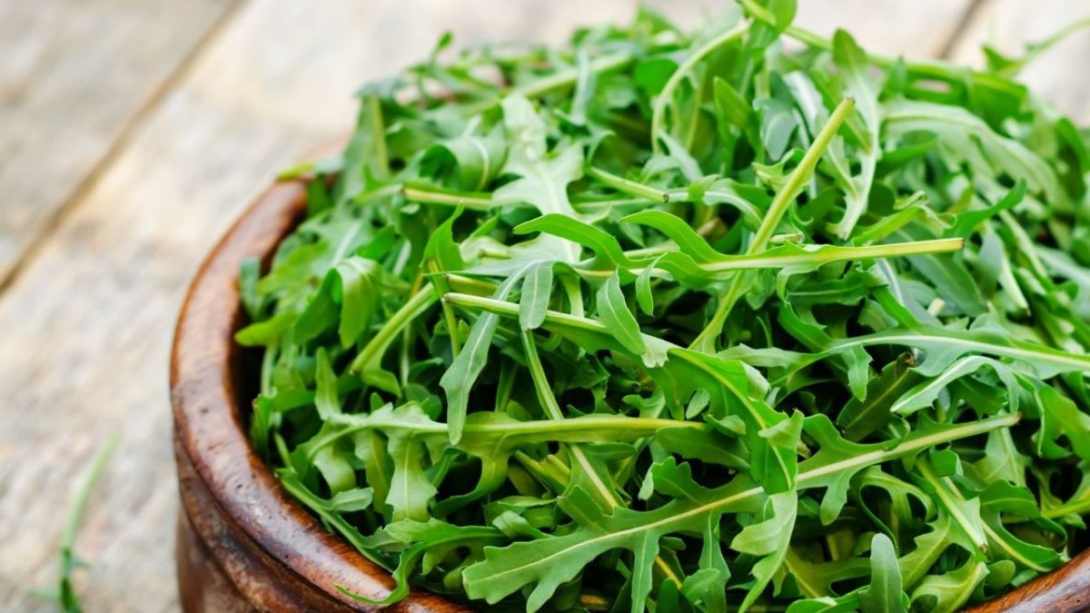 rucola rauke