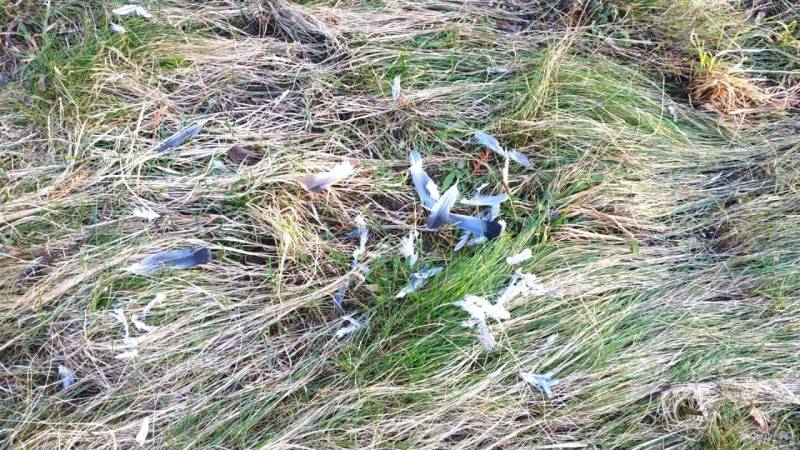 rupfplatz greifvogel faehrtenlesen