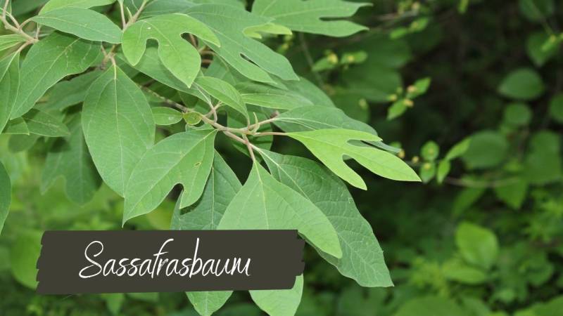 sassafrasbaum blaetter