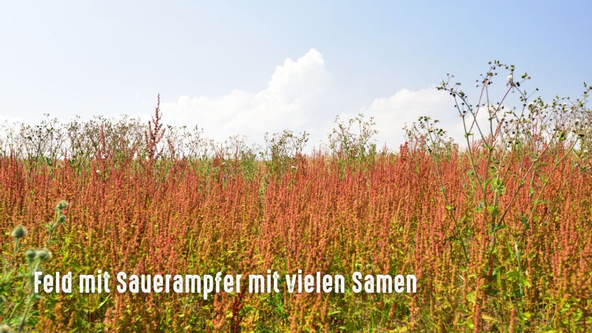 sauerampfer feld samen