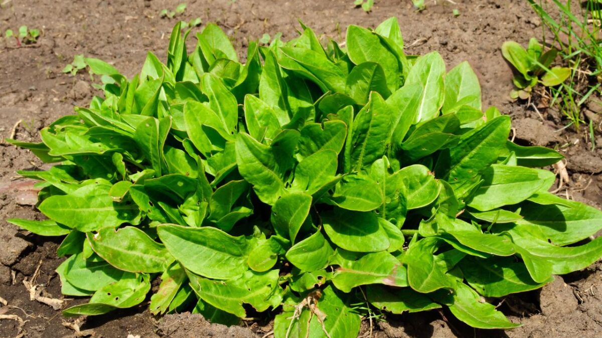 Plant portrait of sorrel - the vitamin C bomb from nature