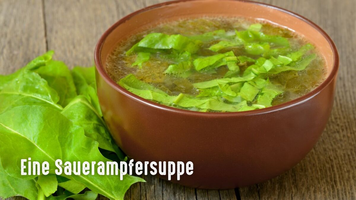 sauerampfer suppe