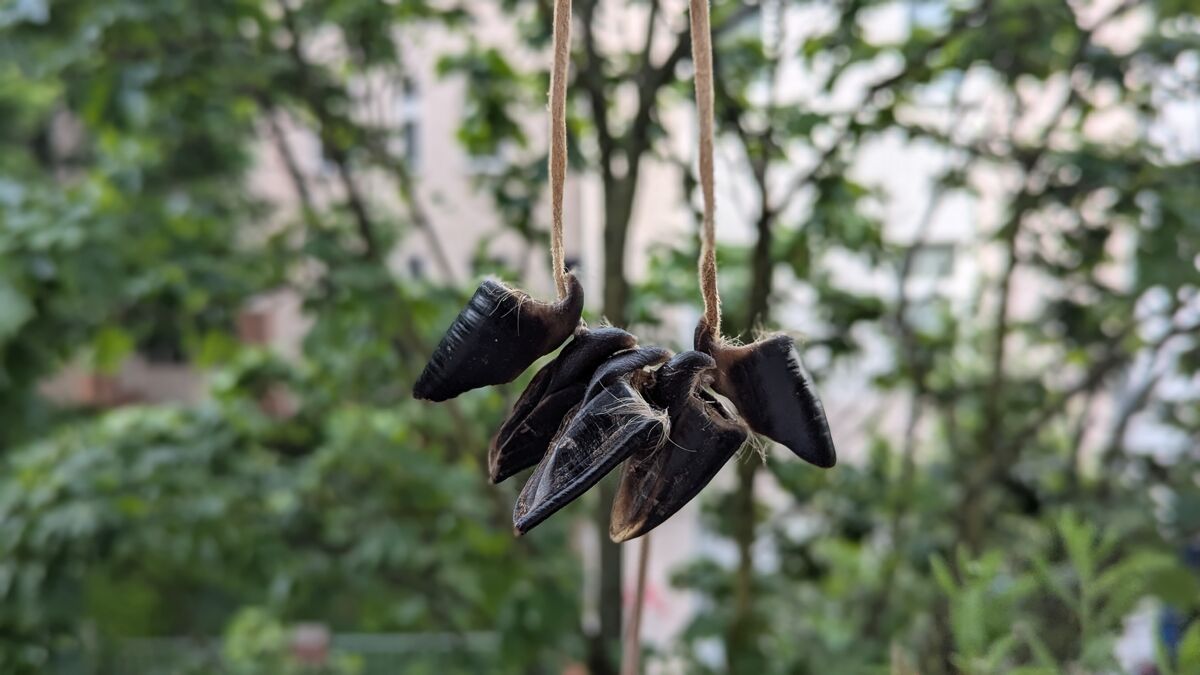 Wildverwertung: Was du aus einem Reh alles machst schalen vom rehwild als rassel musikinstrument