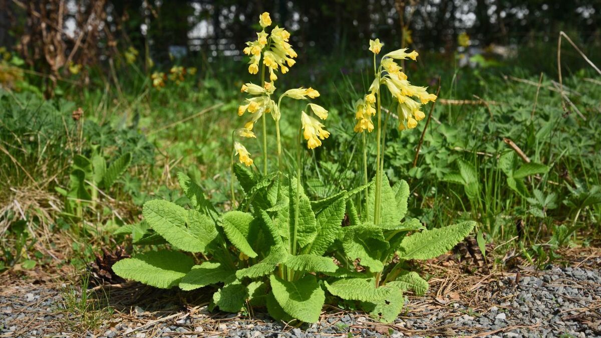 Essbare Wildpflanzen erkennen – so gelingt es dir sicher schluesselblume 1