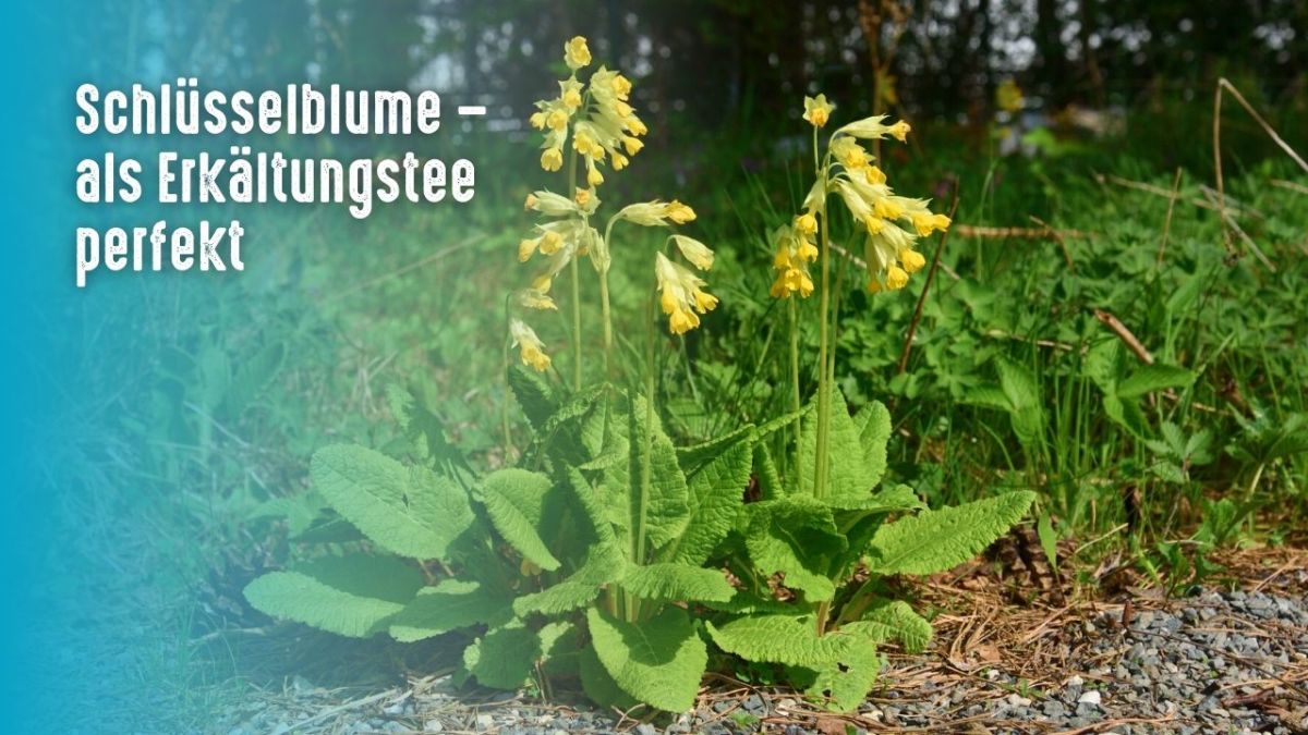 The primrose is an herb that unfortunately no longer grows in abundance in Germany. It has been used as herbal medicine for centuries. The leaves, flowers, stems and roots are used to treat many ailments such as fever, coughs, colds, bronchitis, asthma and headaches.