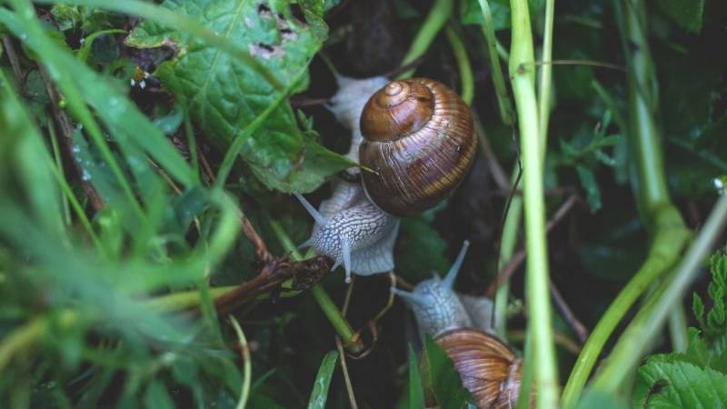 Schnecken und Insekten mögen Asche überhaupt nicht