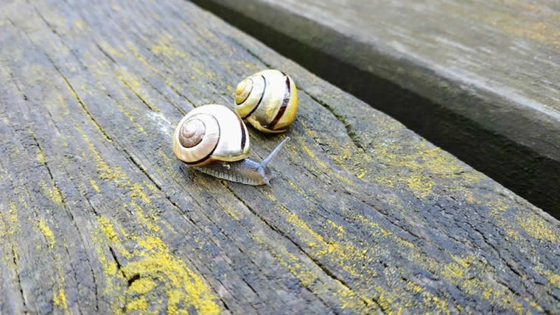Snails are edible