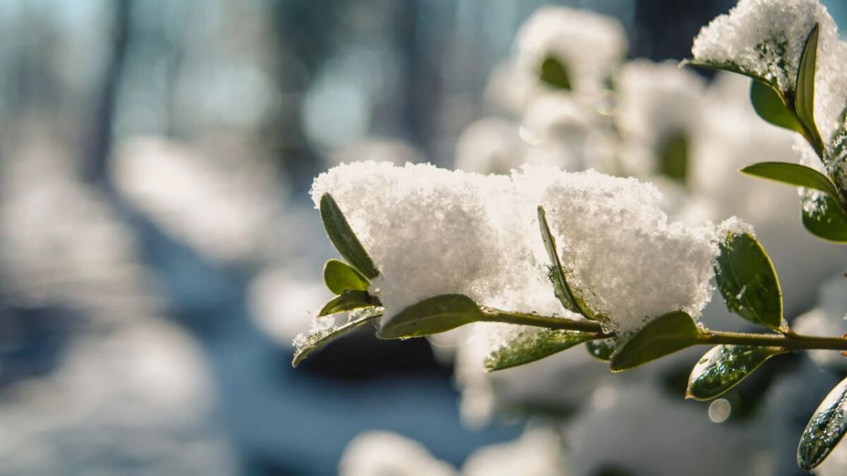 schnee auf blaettern vom strauch