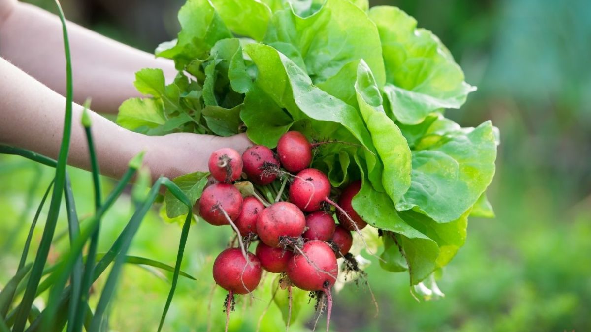 16 fast growing vegetable plants as crisis food