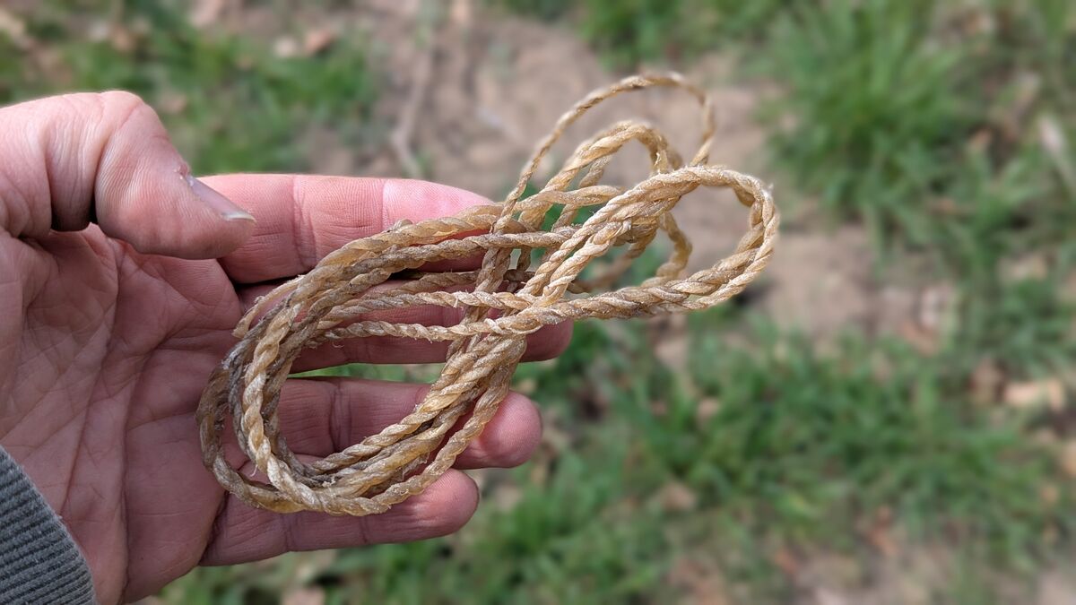 Wildverwertung: Was du aus einem Reh alles machst schnur aus rohhaut