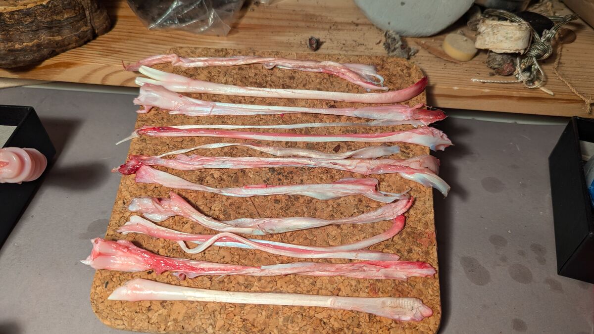 Wildverwertung: Was du aus einem Reh alles machst sehnen fleisch zerlegen zerwirken rohstoff
