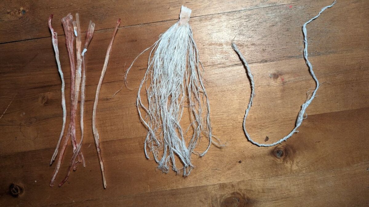 Sinew of a red deer - from sinew, to fibers, to cord