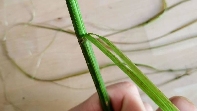 Slowly peel the fibers off the stem