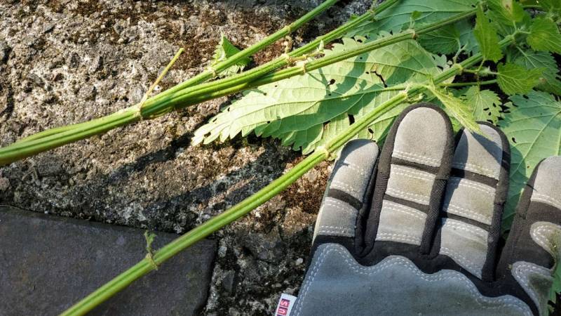 First, collect plants that have the fibers you need, like stinging nettles