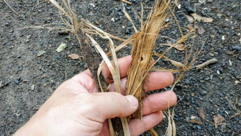 Quickly make ropes from bark and inner bark