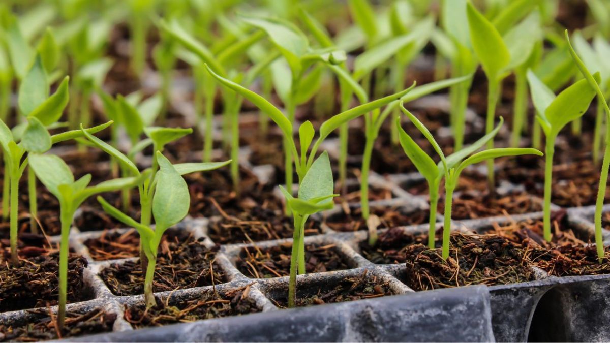 Mit Setzlingen kannst du viel Zeit sparen – hier auf dem Bild siehst du Setzlinge der Paprika