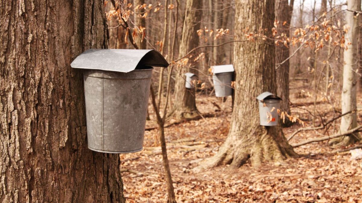 The harvest of maple sap