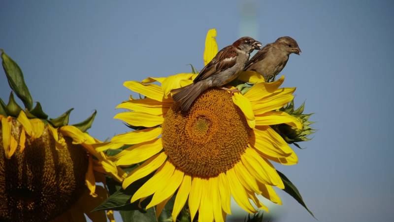 Sparrows like to eat sunflower seeds, which are also edible for humans