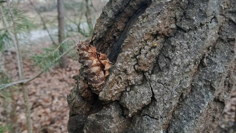 spechtschmiede faehrtenlesen