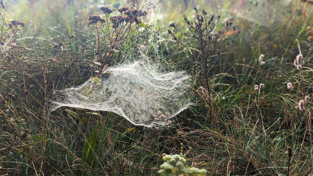 A spider web with morning dew serves as an indicator of high humidity.
