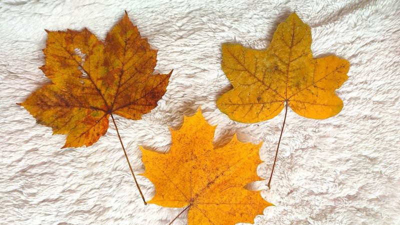 From left to right: sycamore maple, Norway maple, field maple