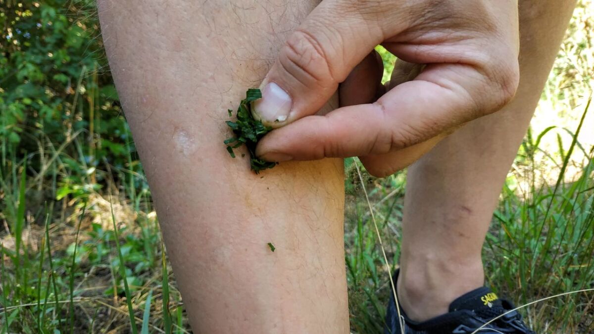 spitzwegerich gegen insektenstiche