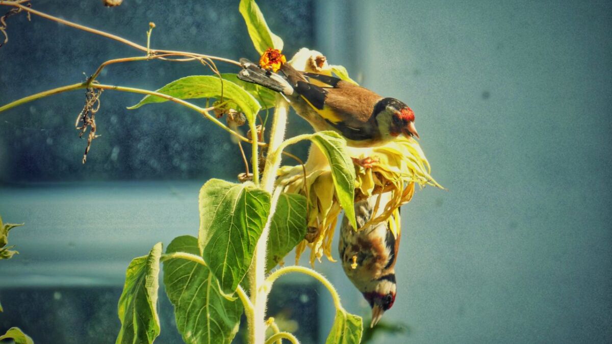 stieglitze an sonnenblume