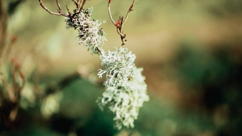 A fruticose lichen