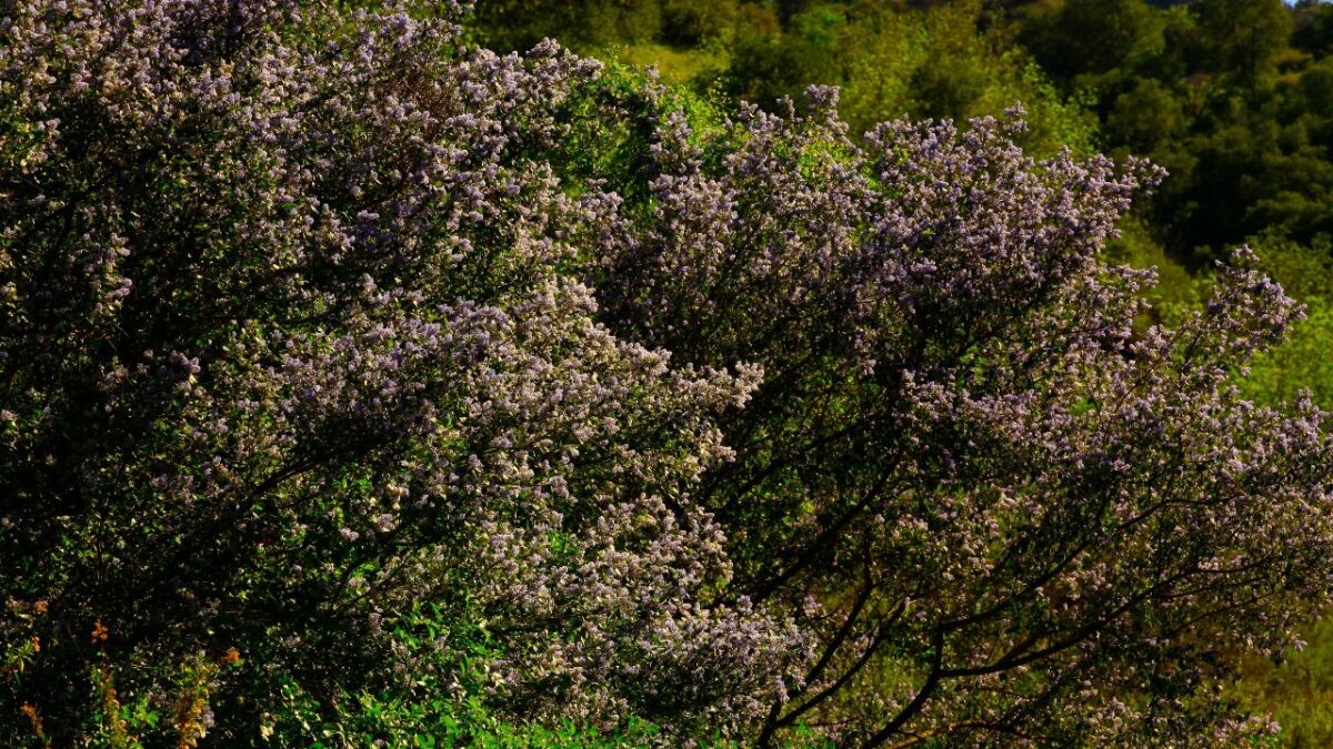 Die Strauchschicht ist die zweite Vegetationsschicht im Waldgarten. Sie beginnt dort, wo die Krautschicht endet, und bildet auch eine Schutzbarriere, die das Licht blockiert und die Pflanzen darunter schützt.