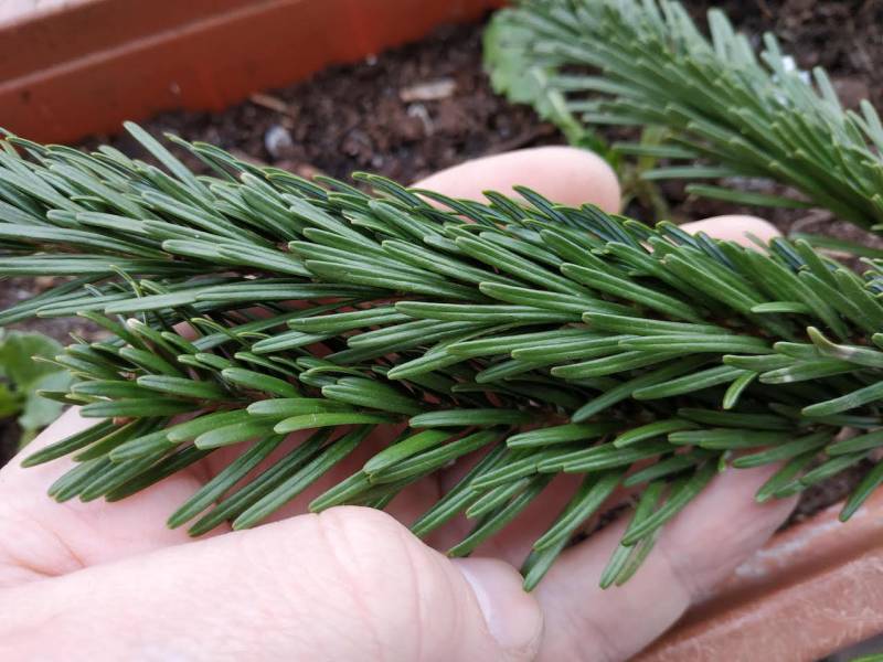 The needles of the fir are often rounded and not prickly
