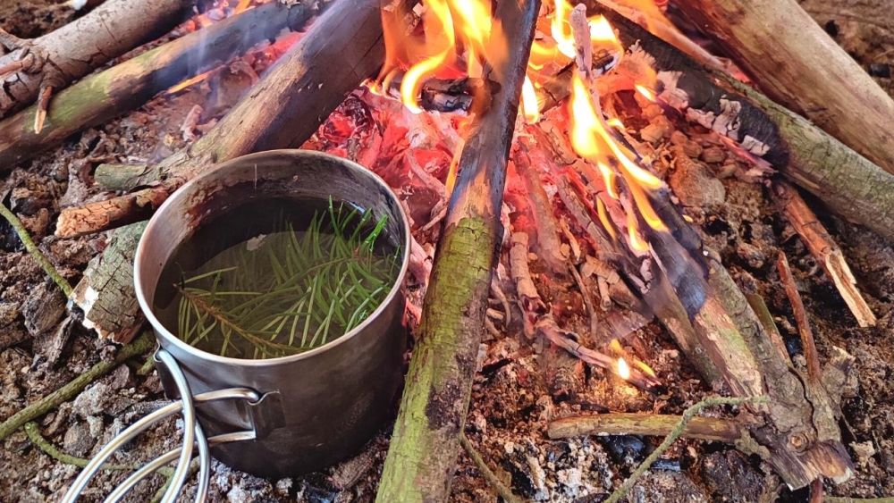 A tea with the needles of the Douglas fir