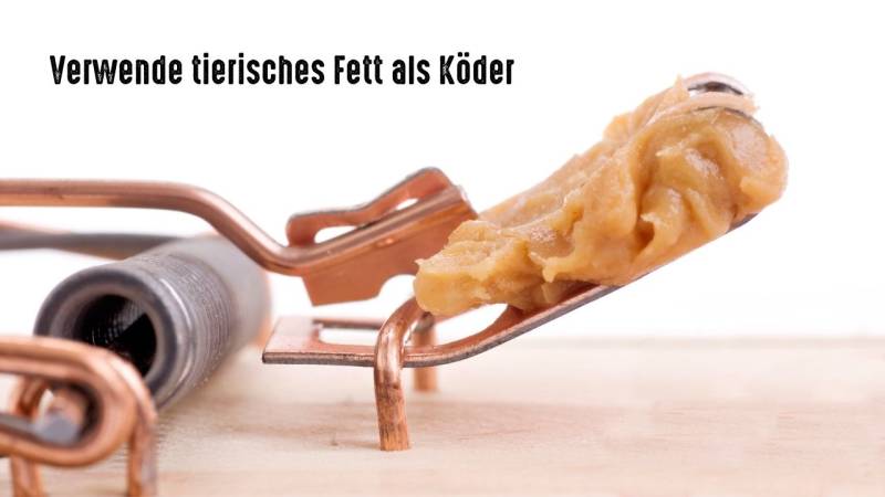 tierisches fett als koeder