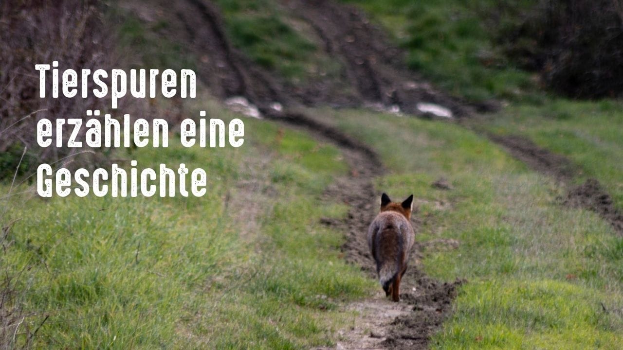 tierspuren erzaehlen eine geschichte