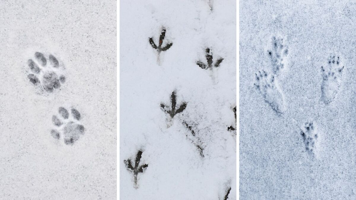 Tierspuren im Schnee erkennen und deuten: Abdrücke, Spuren und Fährten entschlüsseln (mit Bildern)